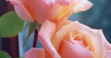 Merhaba sevgili arkadaşım