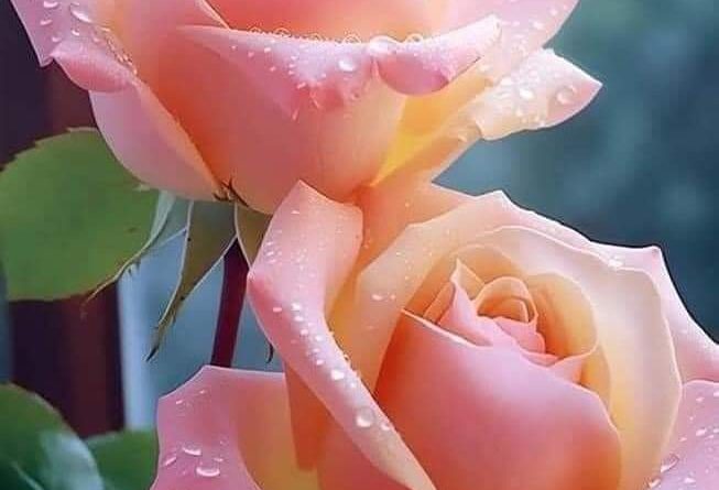 Merhaba sevgili arkadaşım