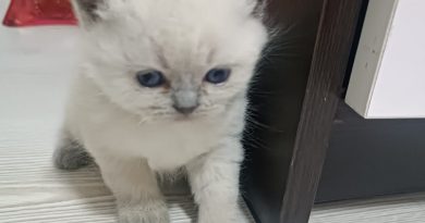 Arkadaşlık Ben Sezerkcmz