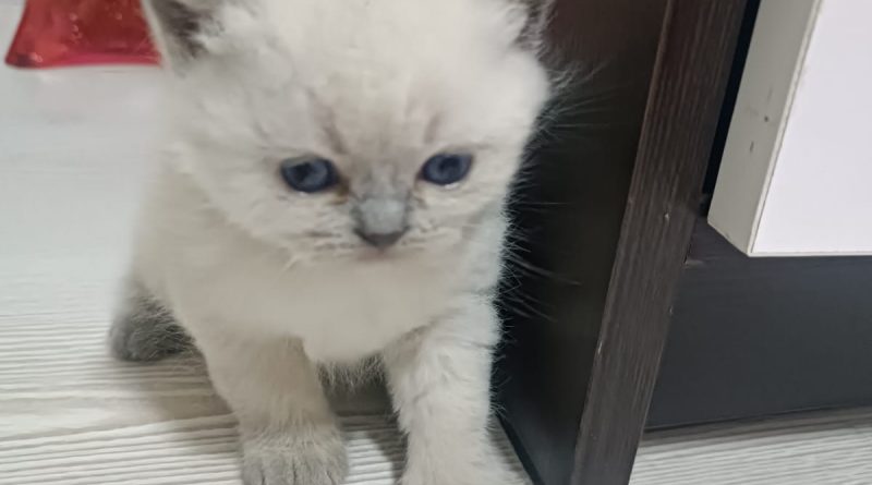 Arkadaşlık Ben Sezerkcmz